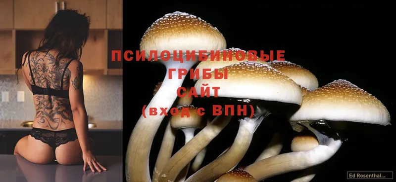 Псилоцибиновые грибы Magic Shrooms  Барыш 